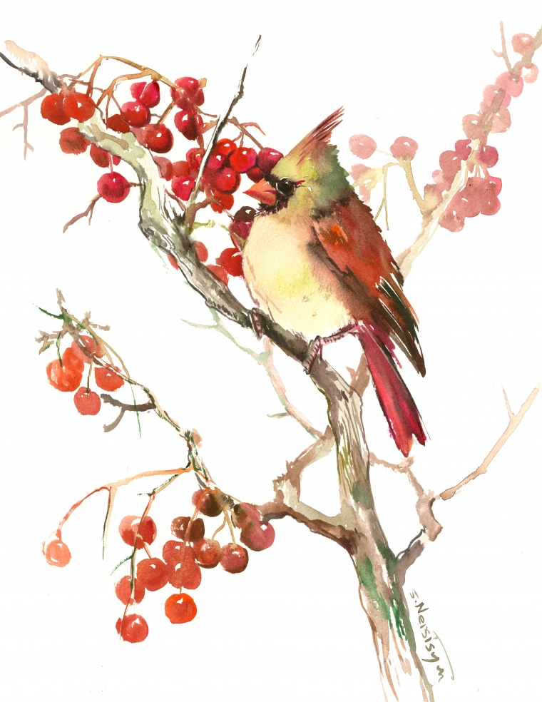 Cardinal and Berries